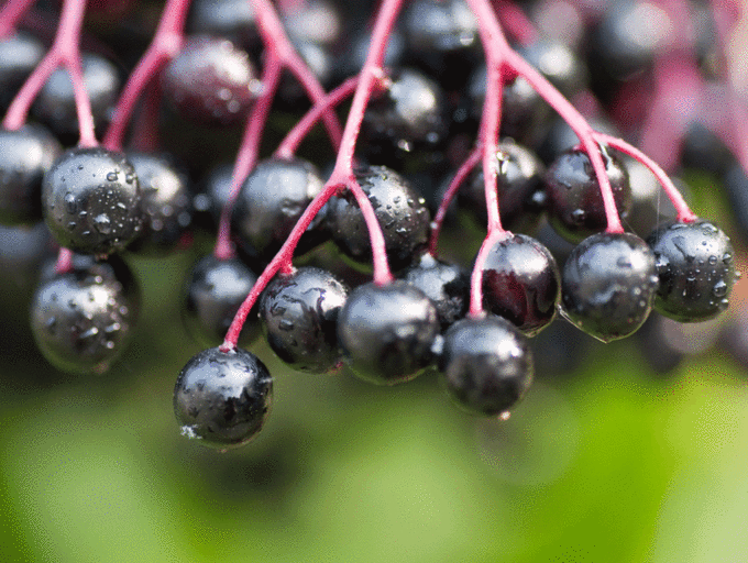 An Account of Elderberry